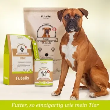 Welches Futter für Boxer?