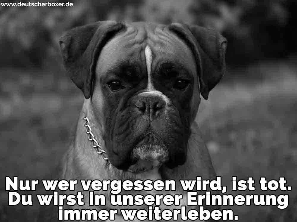 Ein trauriger Boxer