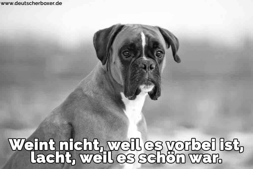 Ein trauriger Boxer