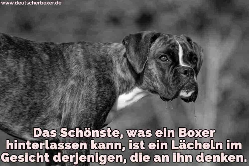 Ein trauriger Boxer auf dem Rasen