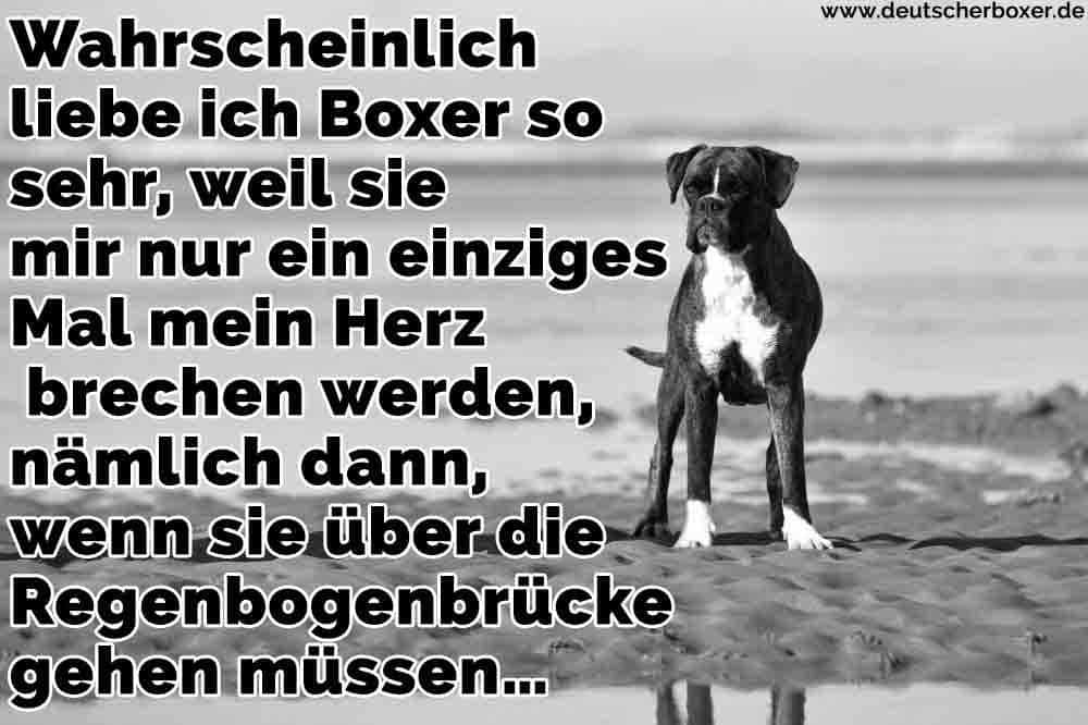 Ein Boxer im Strandsand