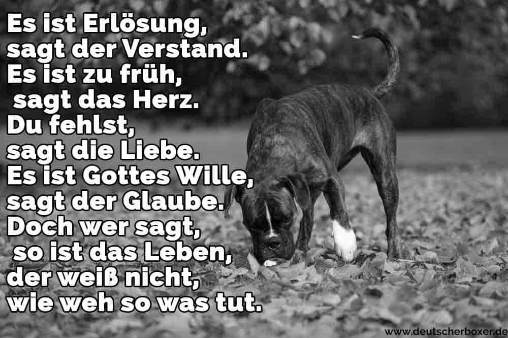 Ein Boxer im Grass