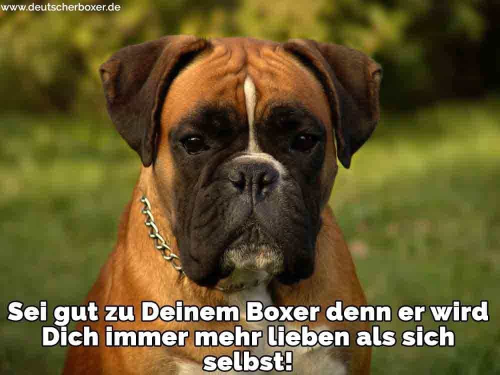 Ein trauriger Boxer