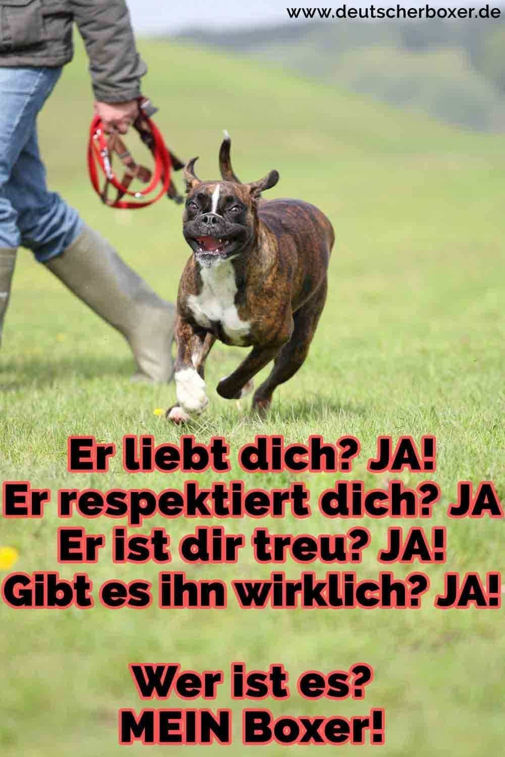 Ein Boxer auf dem Rasen läuft