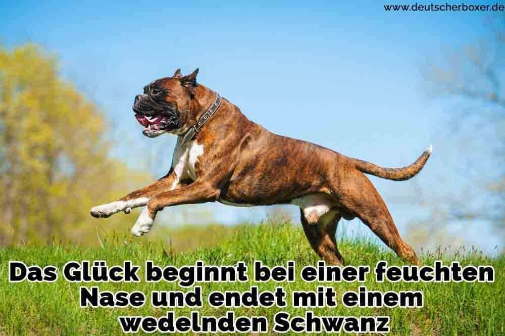 Ein Boxer auf dem Rasen läuft