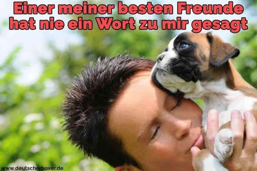 Boxer Zitate und Sprüche DeutscherBoxer.de
