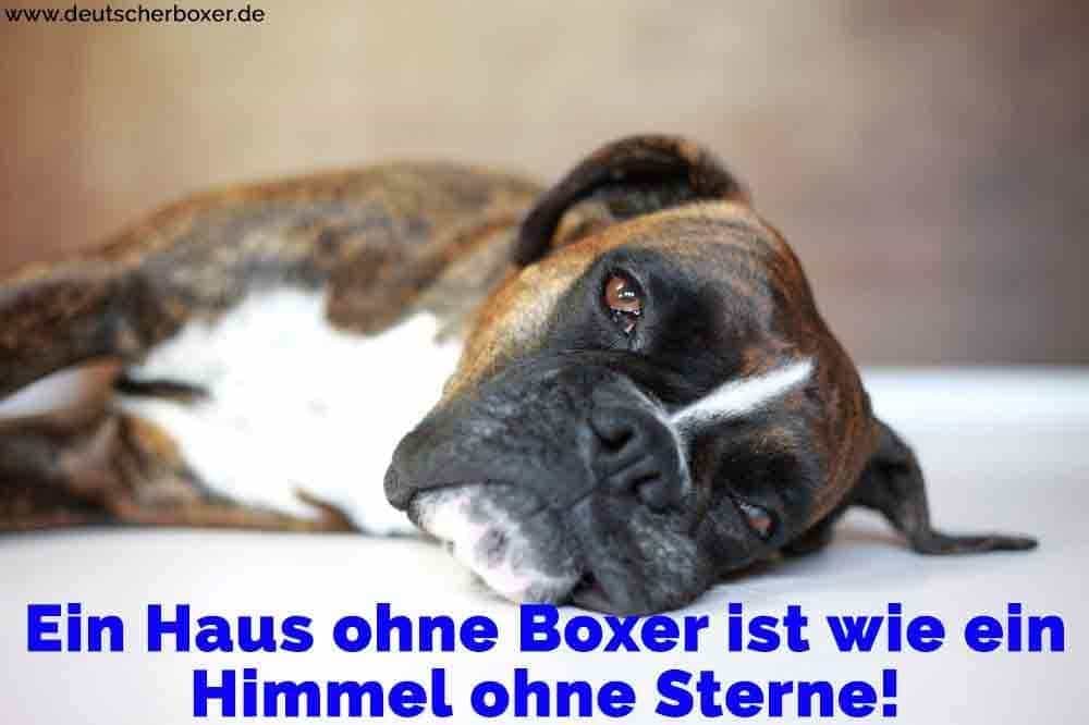 Ein Boxer auf dem Bett liegend