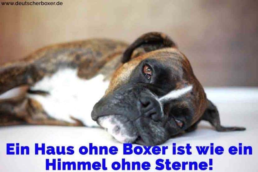 Boxer Zitate und Sprüche DeutscherBoxer.de