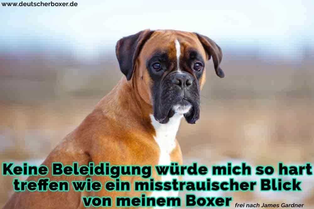 Ein trauriger Boxer