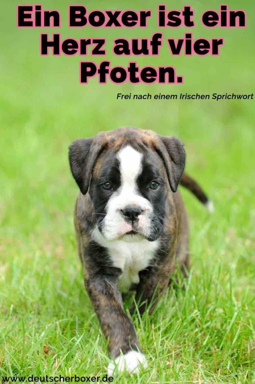 Boxer Zitate und Sprüche DeutscherBoxer.de