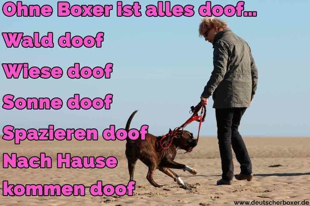 Ein Mann geht mit seinem Boxer