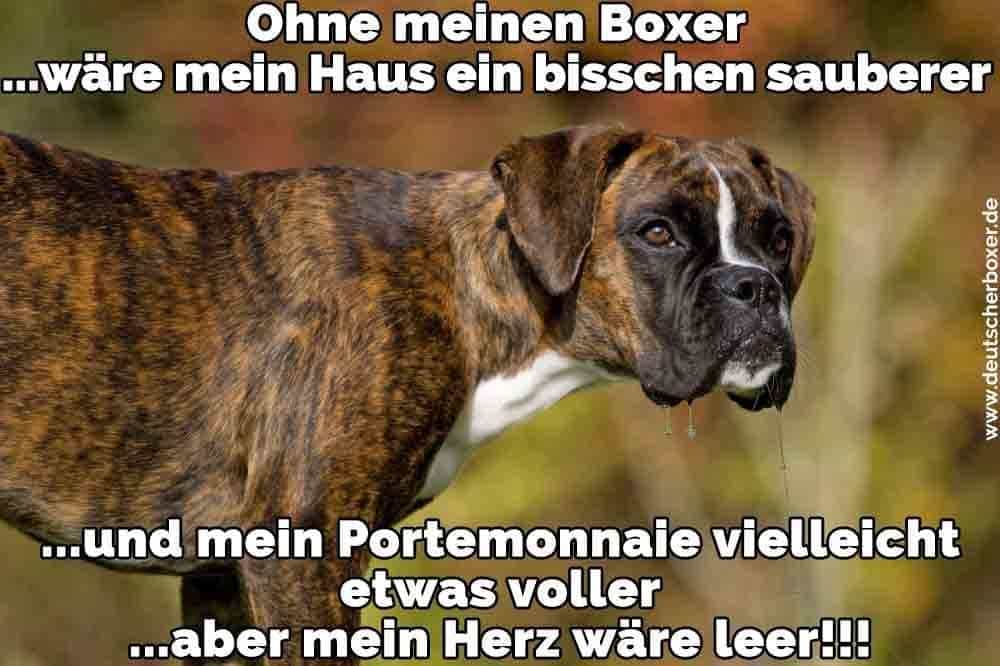 Ein trauriger Boxer