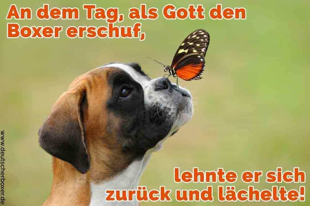 Boxer Zitate und Sprüche DeutscherBoxer.de