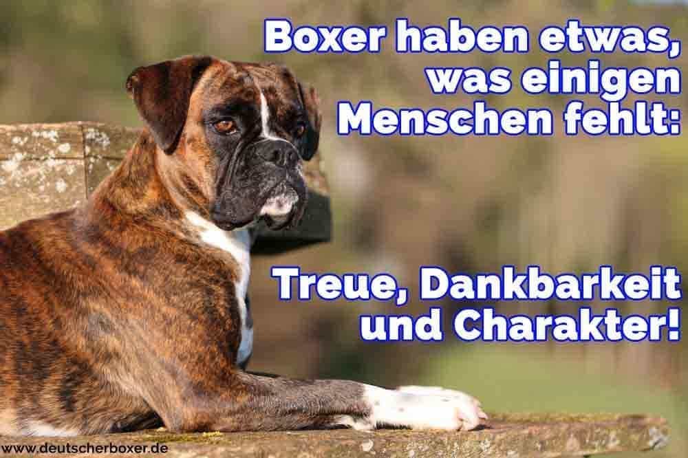 Ein Boxer auf dem Stein liegt