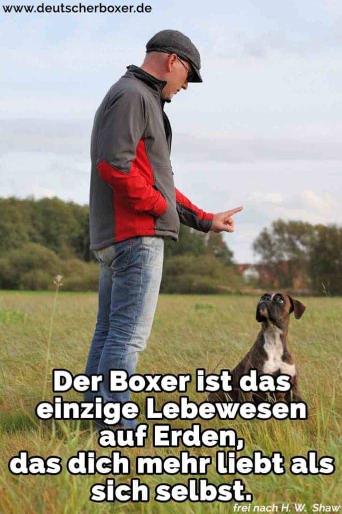 Ein Mann lehrt seinen Boxer