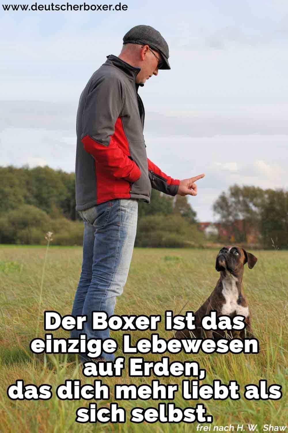 Boxer Zitate und Sprüche DeutscherBoxer.de