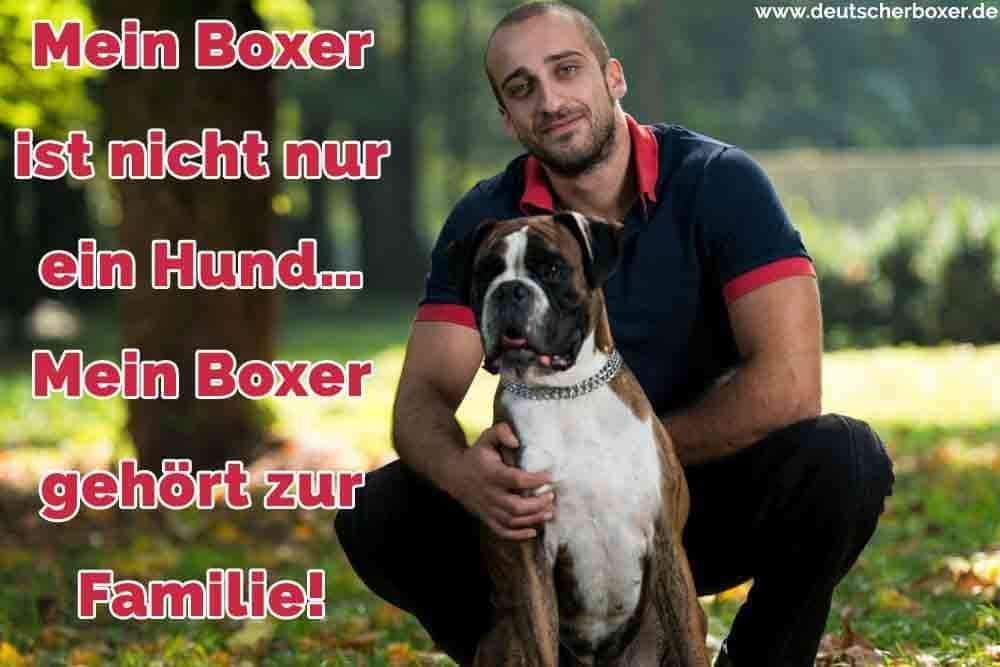 Ein Mann und seine Boxer im Gras