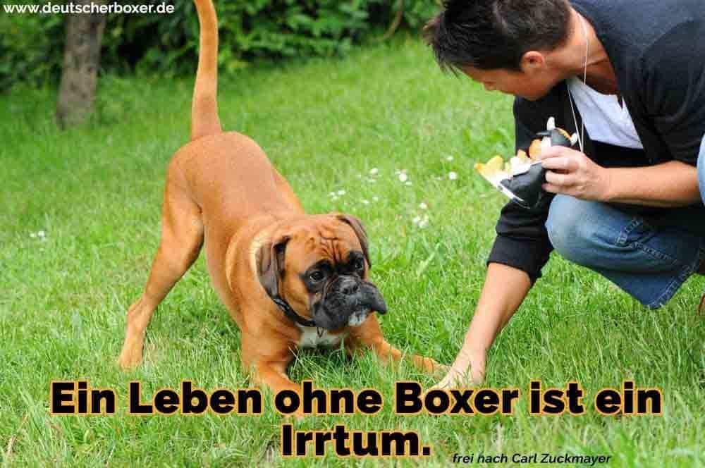 Ein Junge spielt mit seinem Boxer im Gras