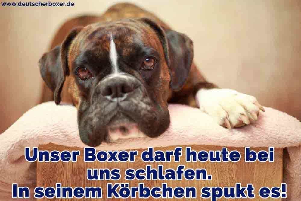 Alle Dachten Der Hund Vermisst Sein Totes Herrchen