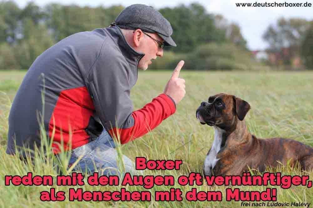 Ein Mann lehrt seinen Boxer