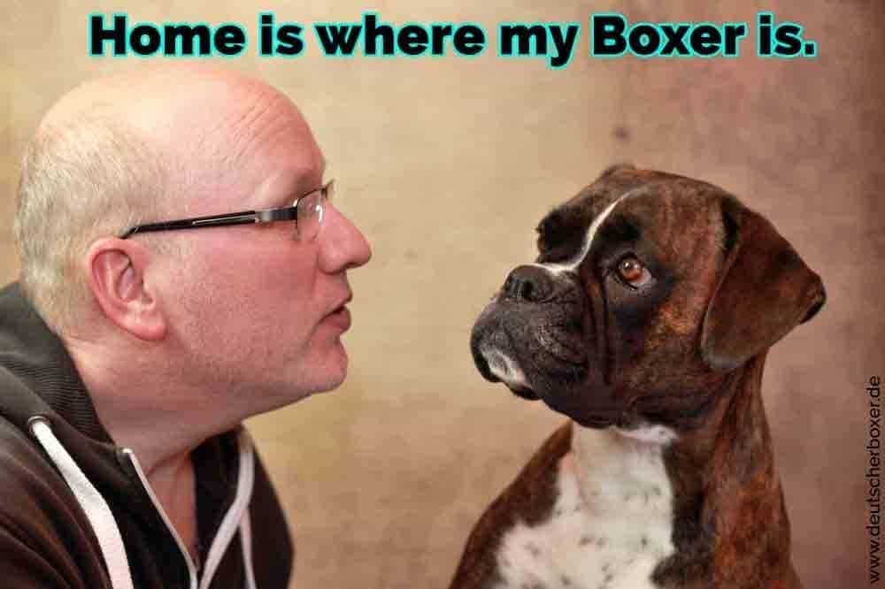 Ein Mann mit seinem Boxer sprechen