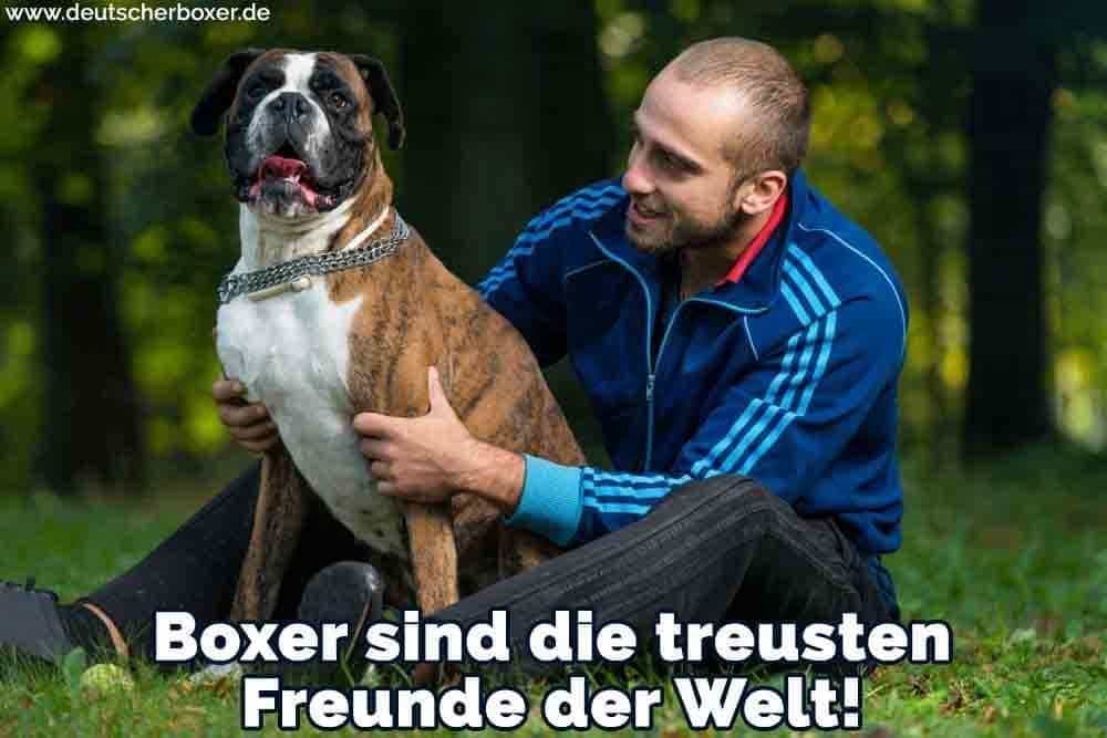 Ein Mann und seine Boxer im Gras