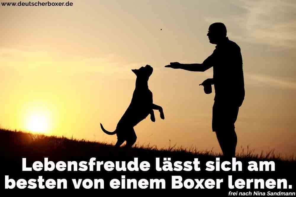 Ein Mann spielt mit seinem Boxer bei Sonnenuntergang