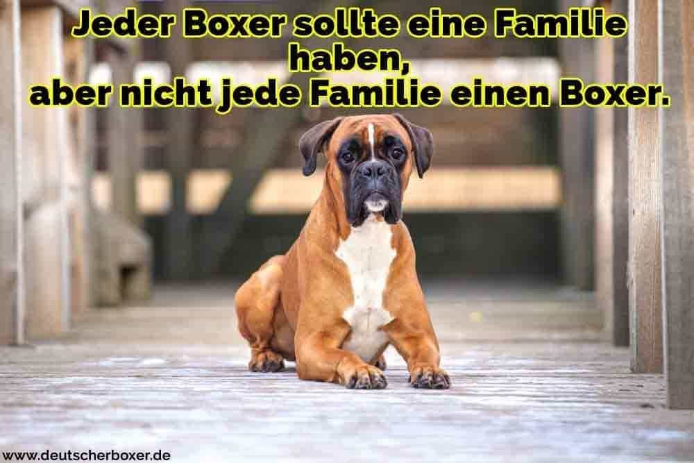 Ein Boxer auf dem Boden liegend