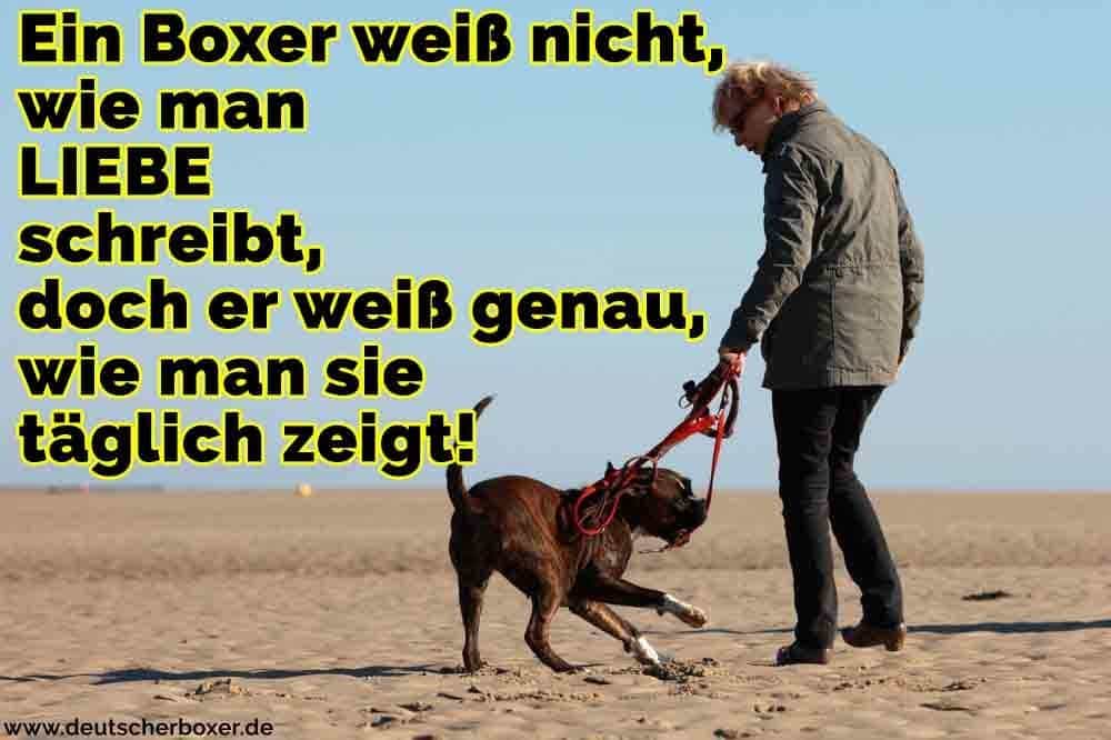 Ein Mann geht mit seinem Boxer