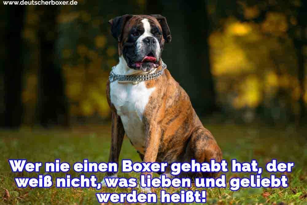 Ein Boxer sitzt auf dem Rasen