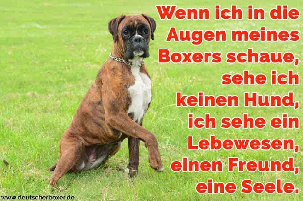 Ein Boxer sitzt auf dem Rasen