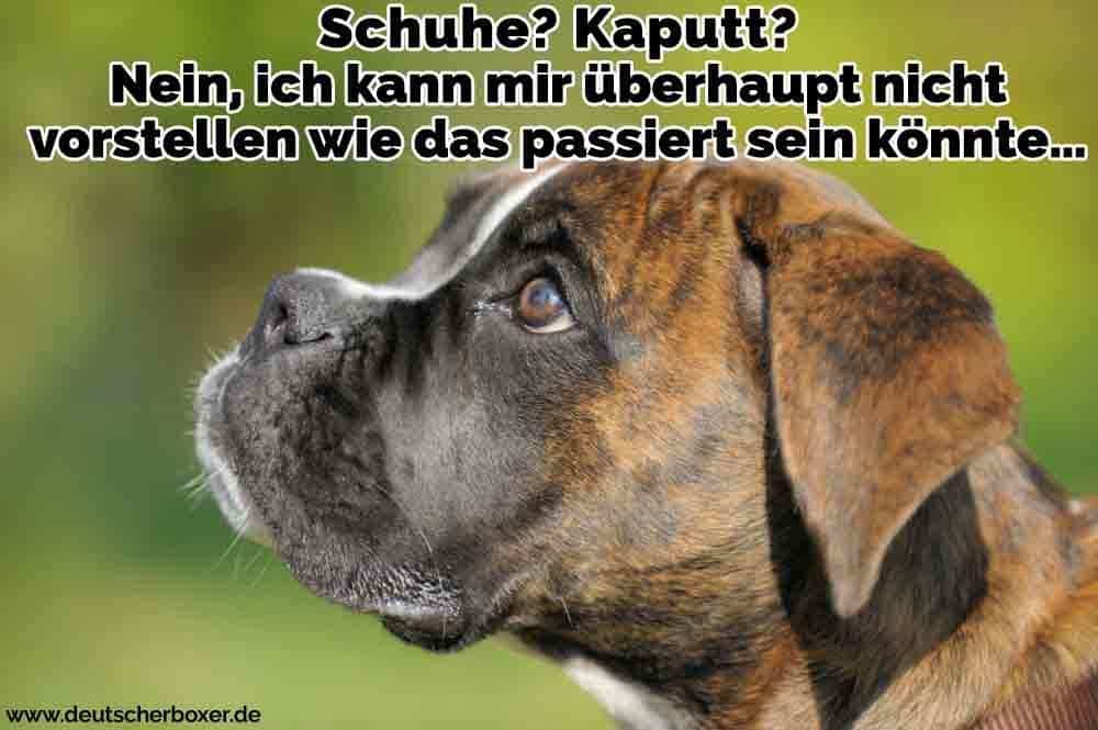 Ein trauriger Boxer