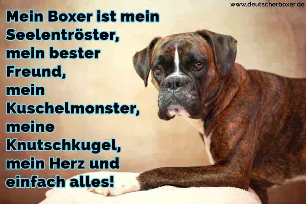 Ein trauriger Boxer