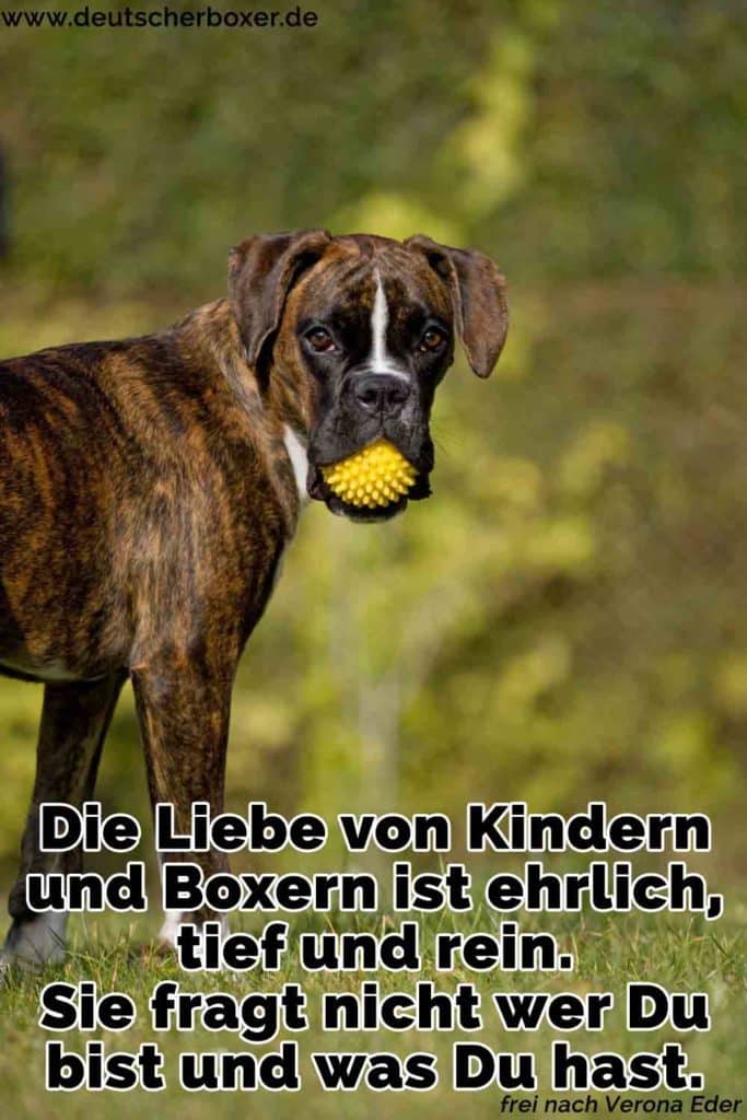 Ein Boxer mit seinem Spielzeug in den Mund