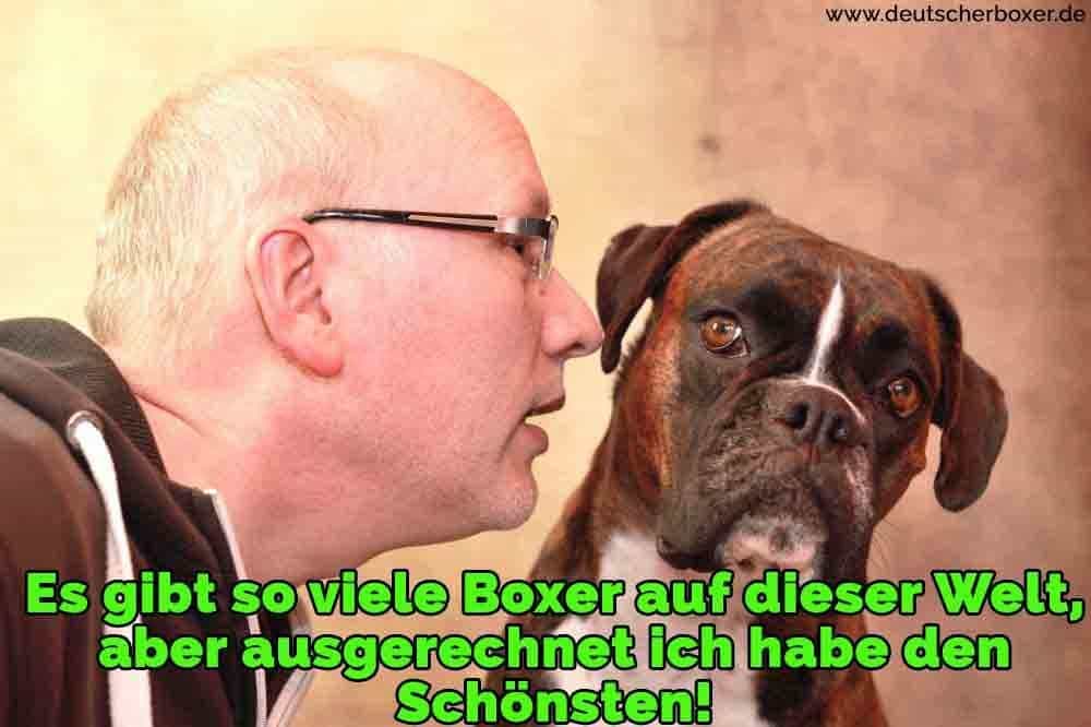 Ein Mann mit seinem Boxer sprechen