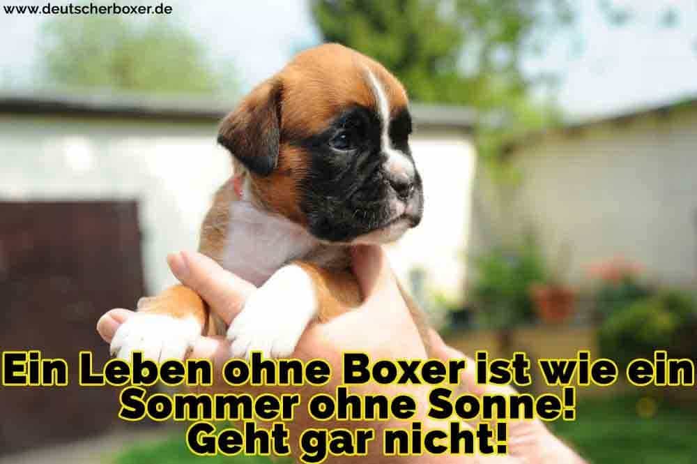 Ein Boxer Welpen