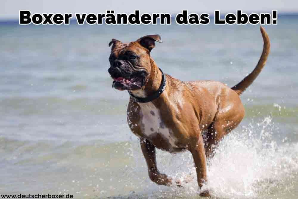 Ein Boxer im Meer läuft