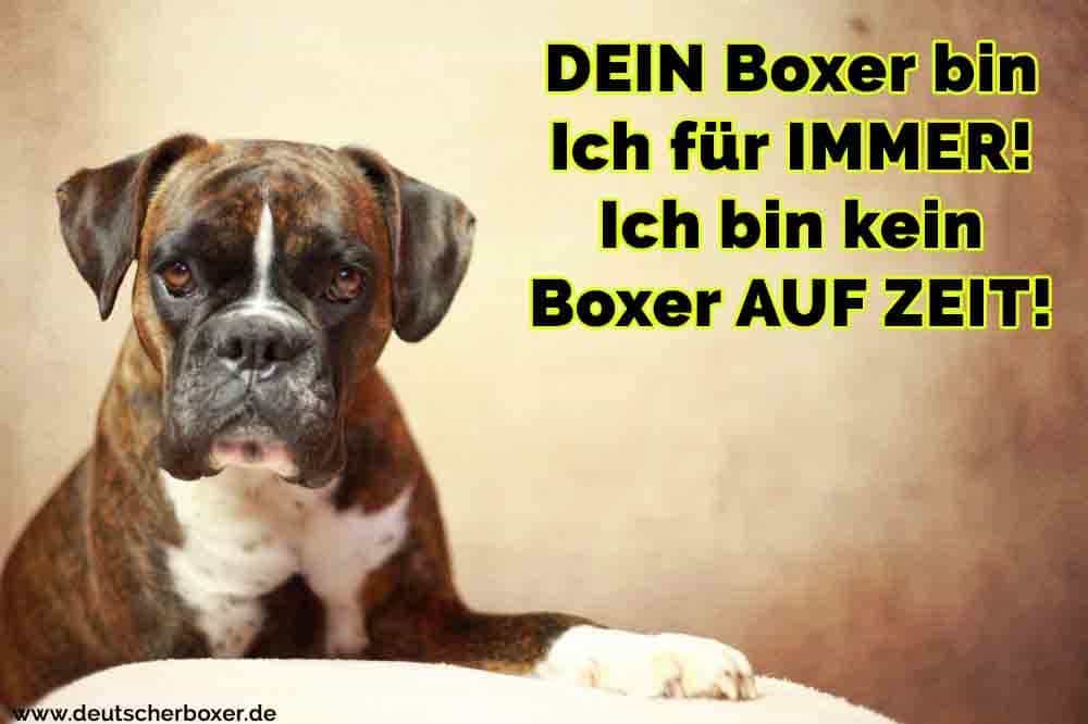 Boxer Zitate Und Sprüche