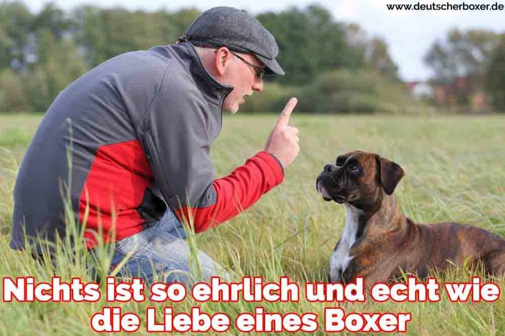 Ein Mann lehrt seinen Boxer