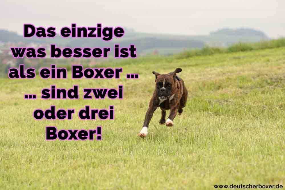 Ein Boxer auf dem Rasen läuft