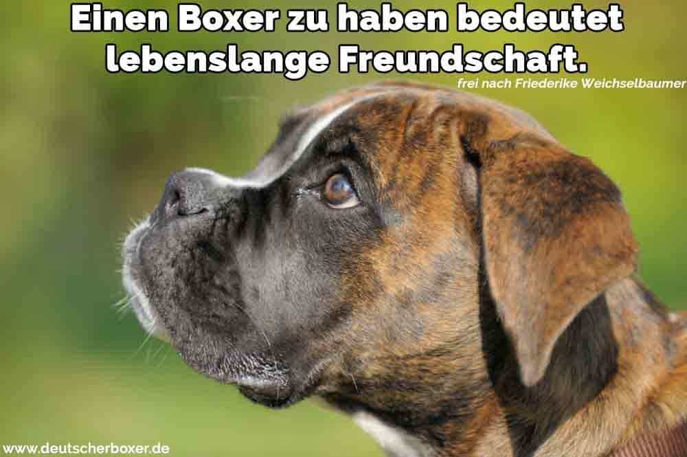 Ein trauriger Boxer