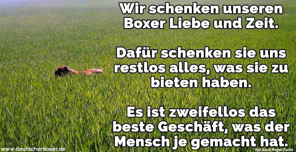 Ein Boxer im Feld