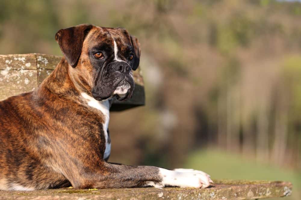 Boxer aus dem Tierheim