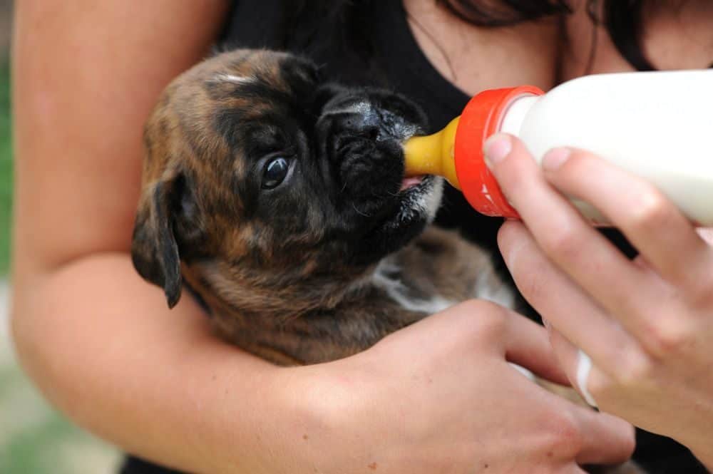 Boxer Welpen aufziehen