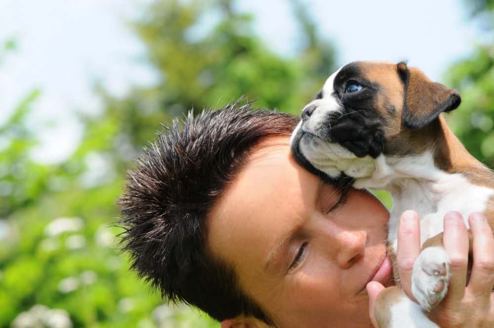 In einen deutschen Boxer Welpen verliebt