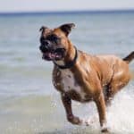Deutscher Boxer springt im Wasser am Strand.