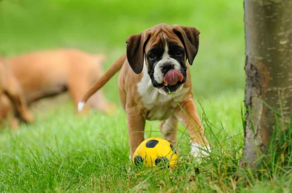 Deutscher Boxer kaufen