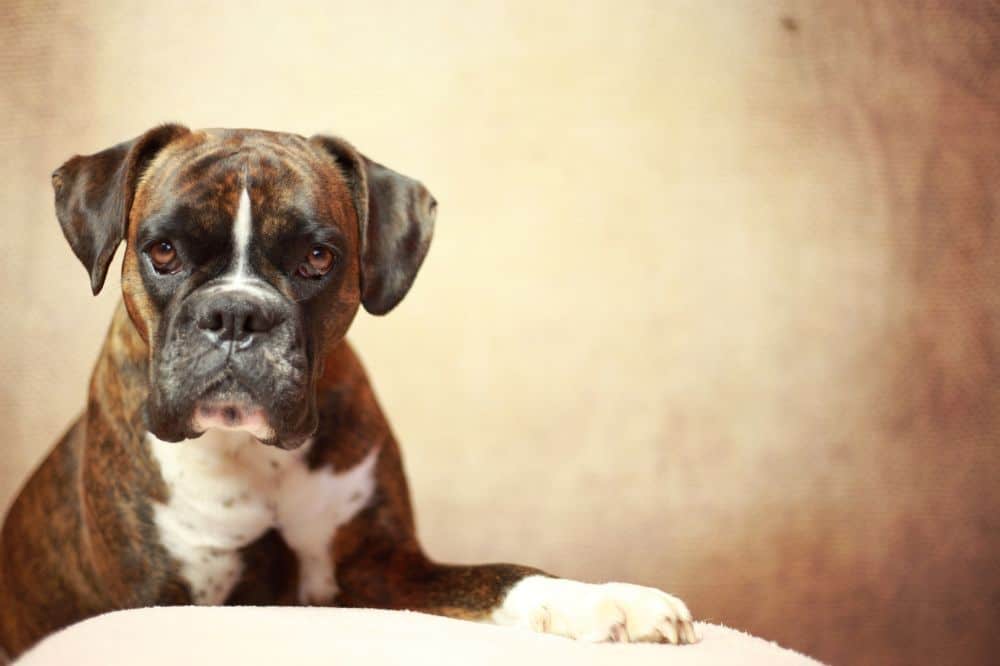 Deutscher Boxer Lebenserwartung