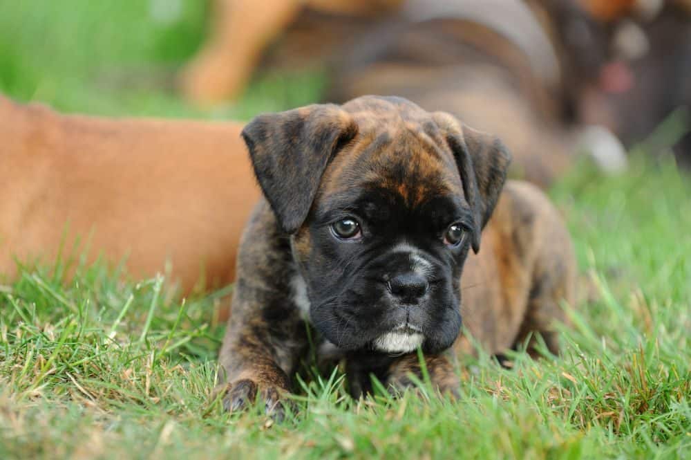 Futter Deutscher Boxer Welpe