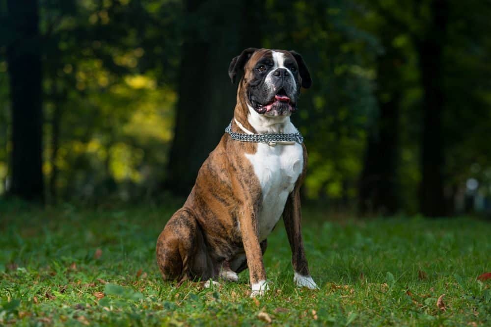 Wie viel Futter braucht der Deutsche Boxer